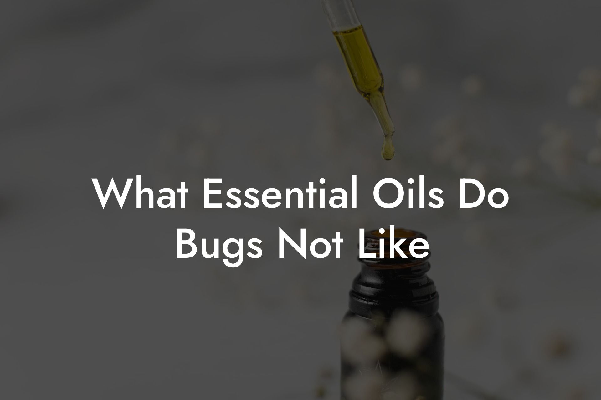What Essential Oils Do Bugs Not Like