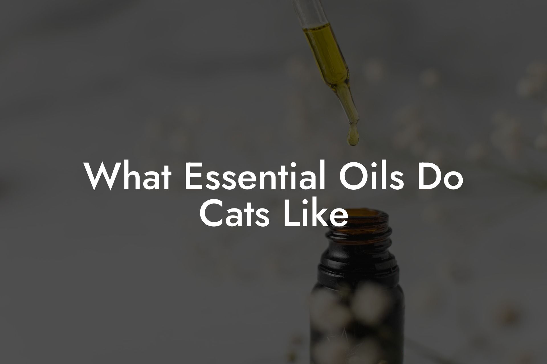 What Essential Oils Do Cats Like