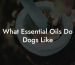 What Essential Oils Do Dogs Like