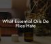 What Essential Oils Do Flies Hate