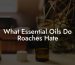 What Essential Oils Do Roaches Hate