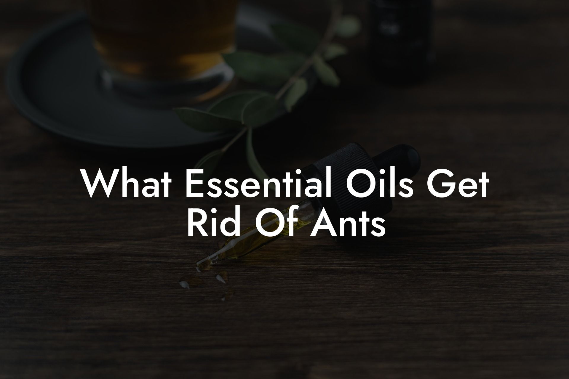 What Essential Oils Get Rid Of Ants