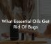 What Essential Oils Get Rid Of Bugs
