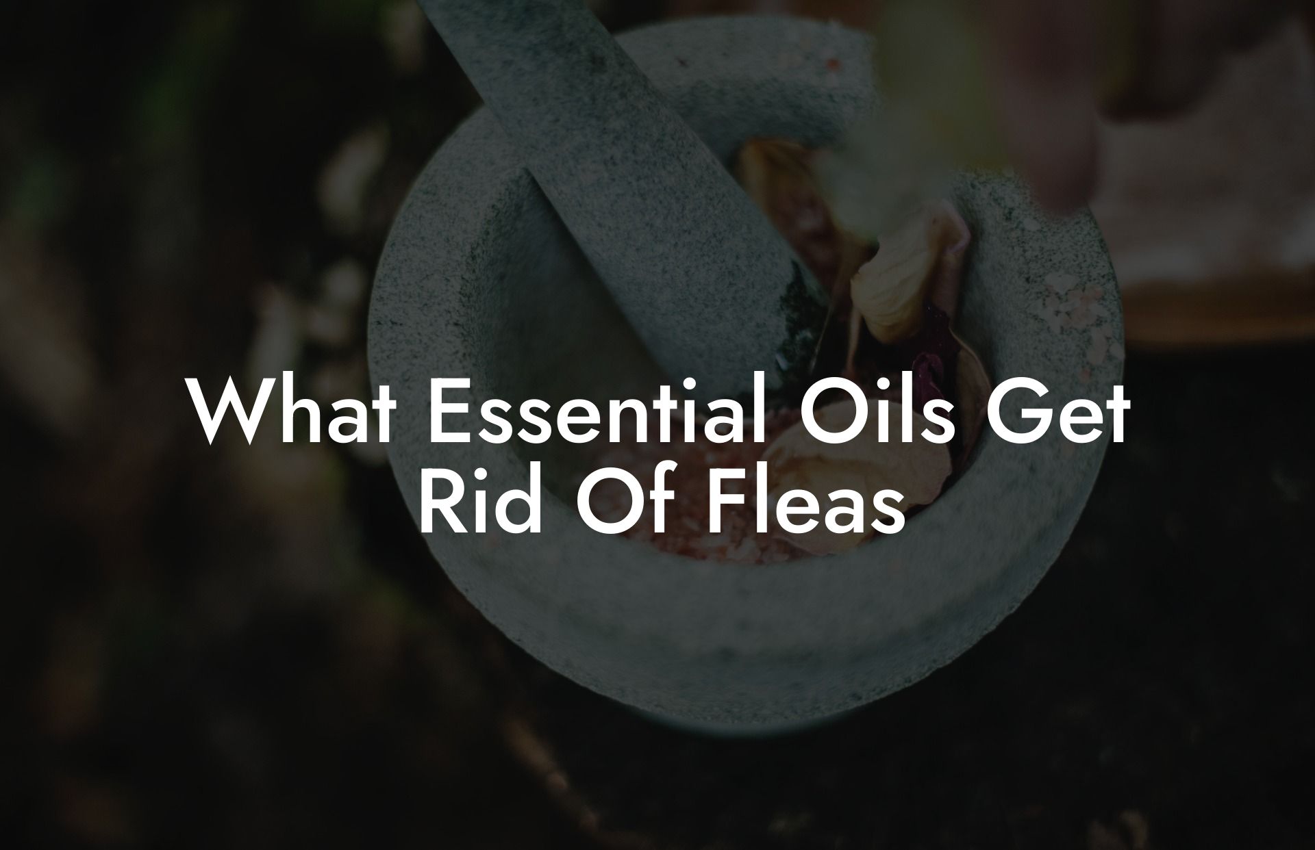 What Essential Oils Get Rid Of Fleas
