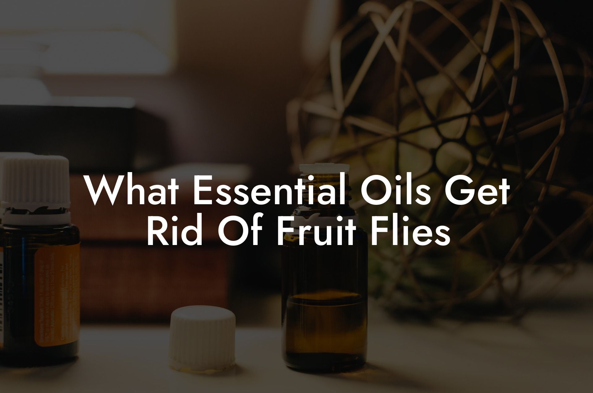 What Essential Oils Get Rid Of Fruit Flies