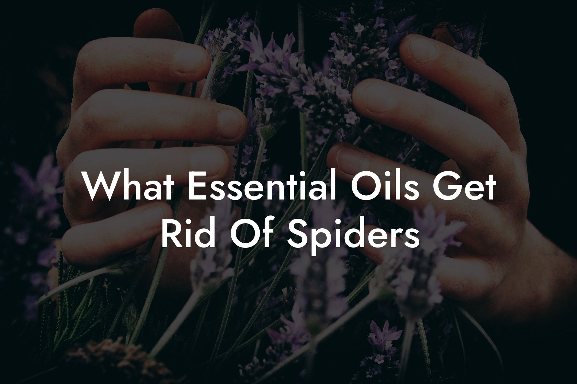 What Essential Oils Get Rid Of Spiders
