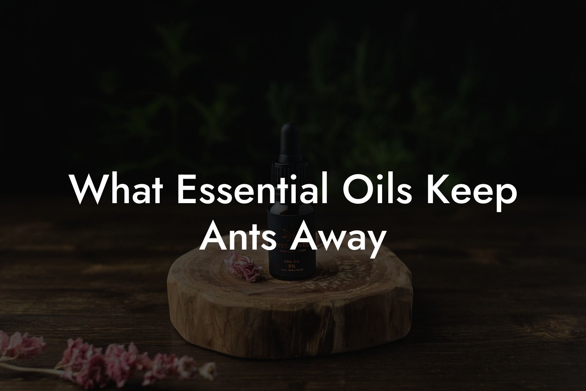 What Essential Oils Keep Ants Away