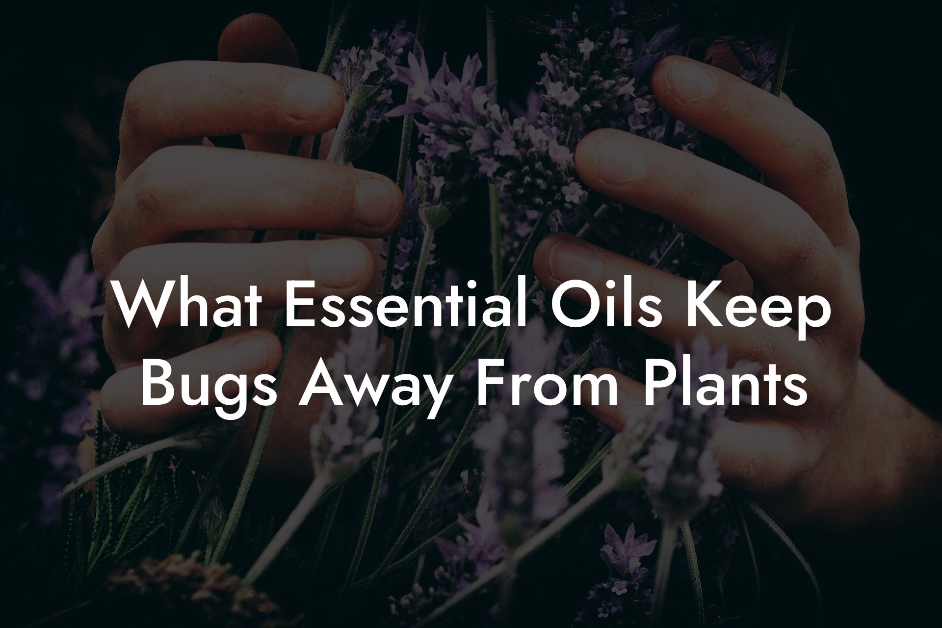 What Essential Oils Keep Bugs Away From Plants