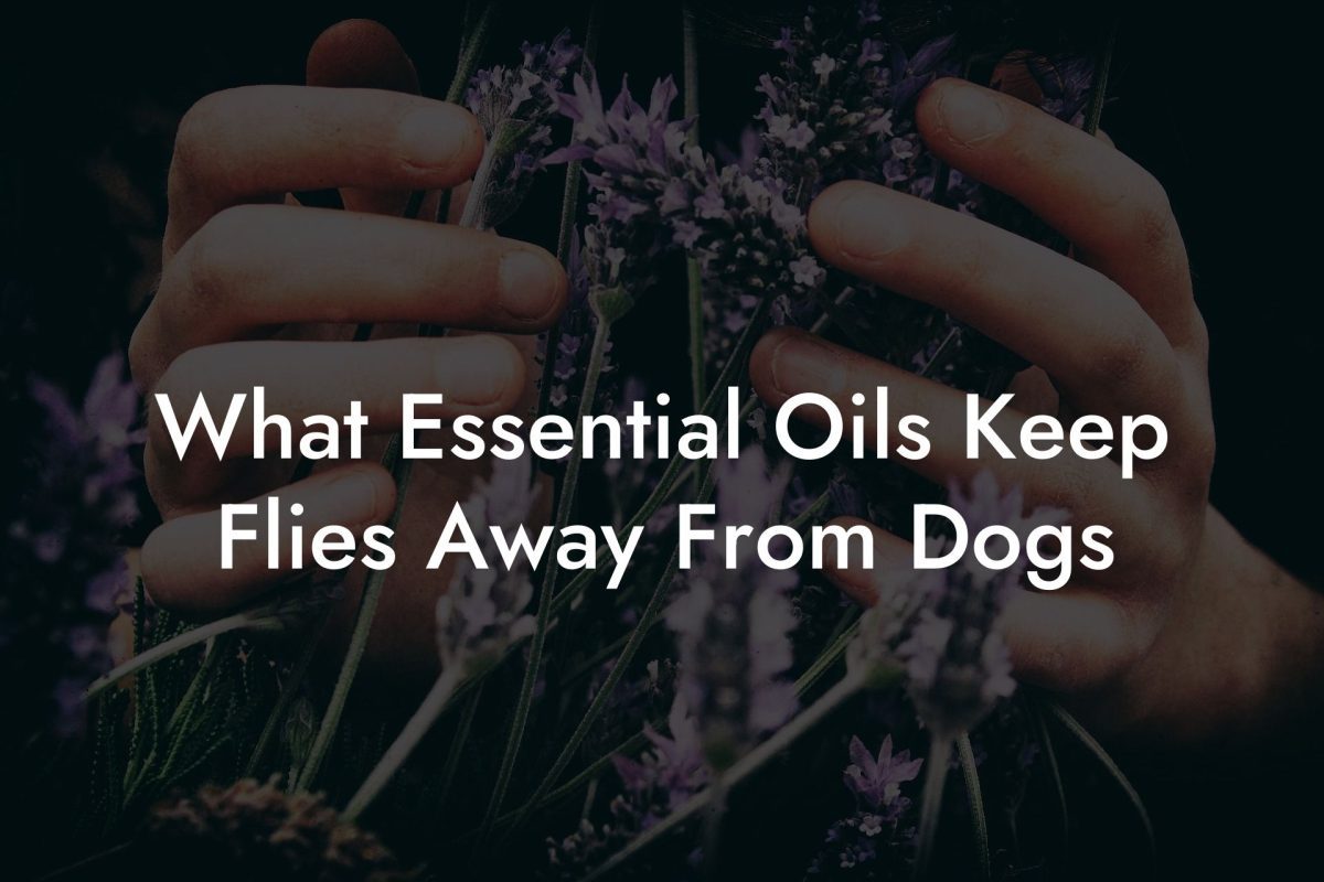 What Essential Oils Keep Flies Away From Dogs