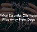What Essential Oils Keep Flies Away From Dogs