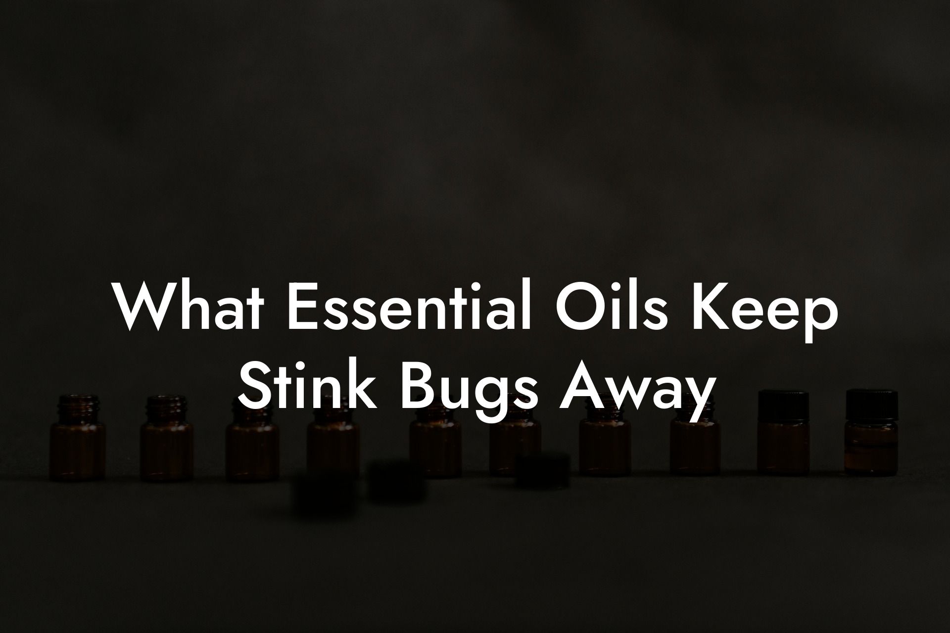 What Essential Oils Keep Stink Bugs Away