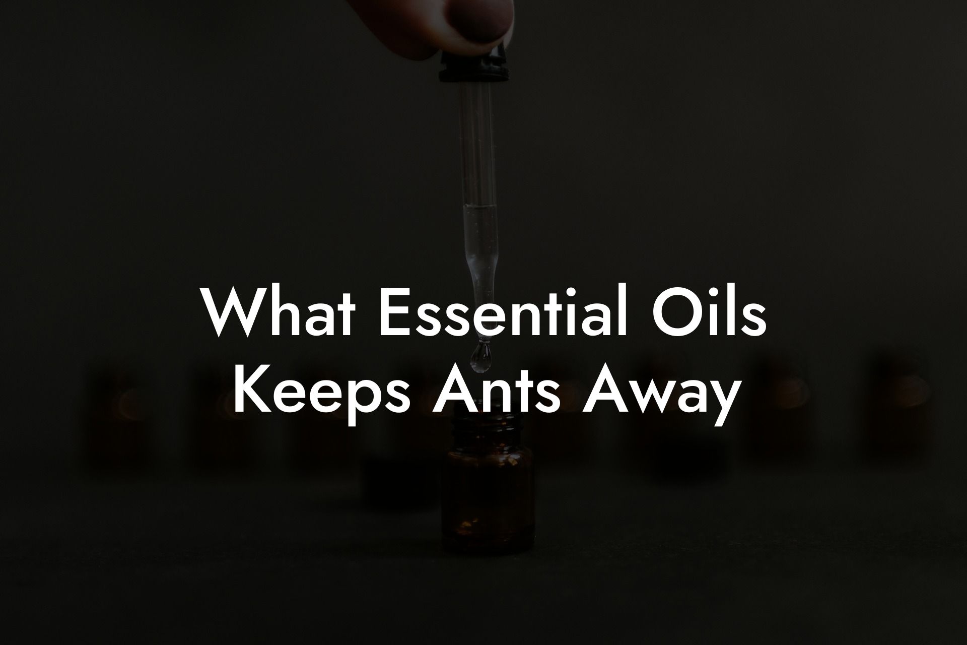 What Essential Oils Keeps Ants Away