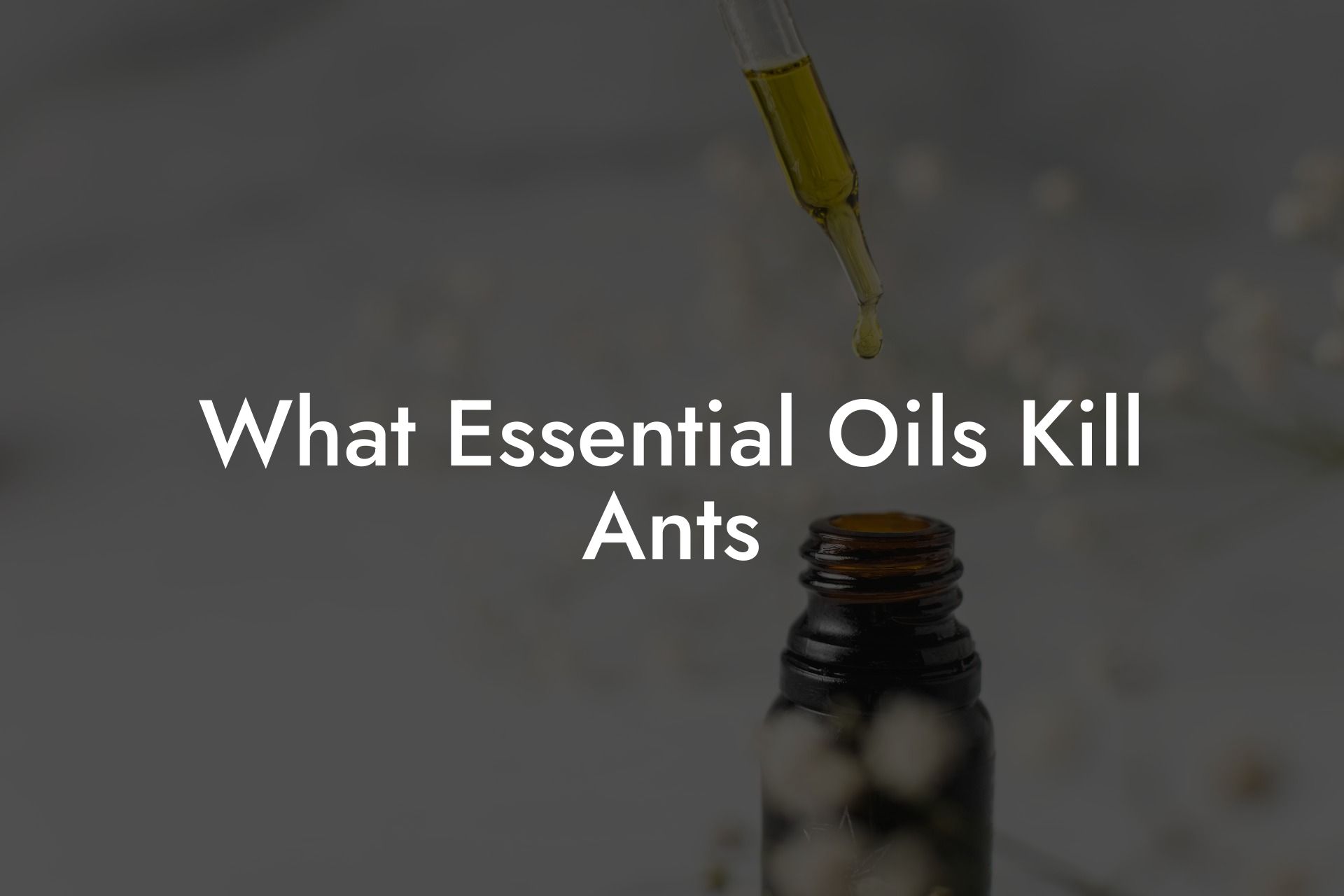 What Essential Oils Kill Ants