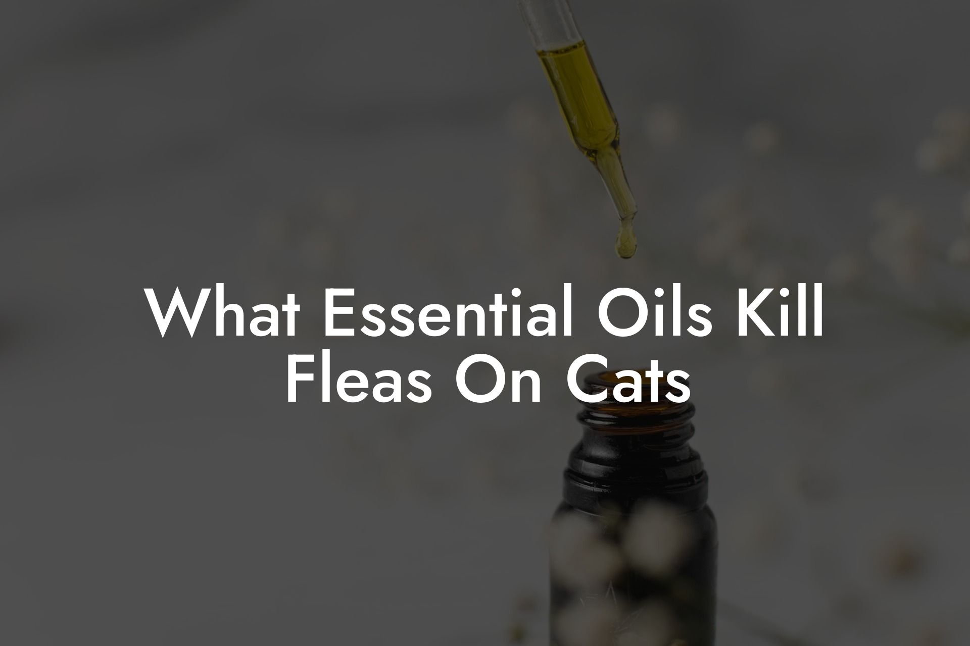 What Essential Oils Kill Fleas On Cats