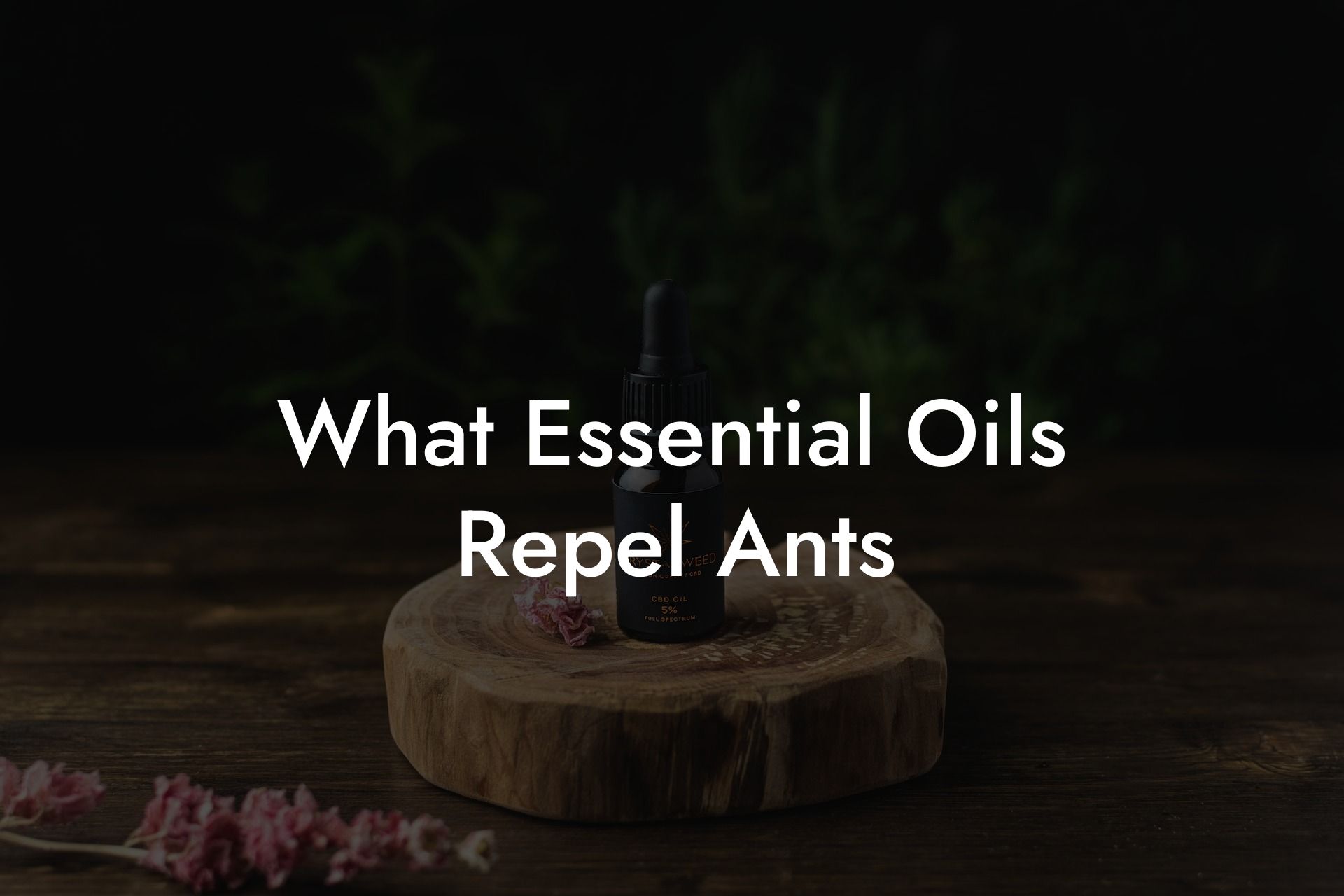 What Essential Oils Repel Ants