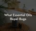 What Essential Oils Repel Bugs