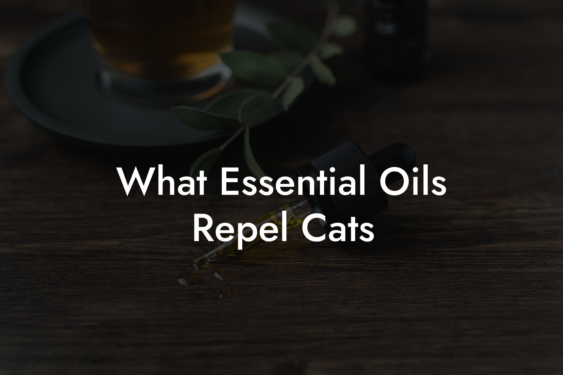 What Essential Oils Repel Cats