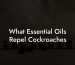 What Essential Oils Repel Cockroaches