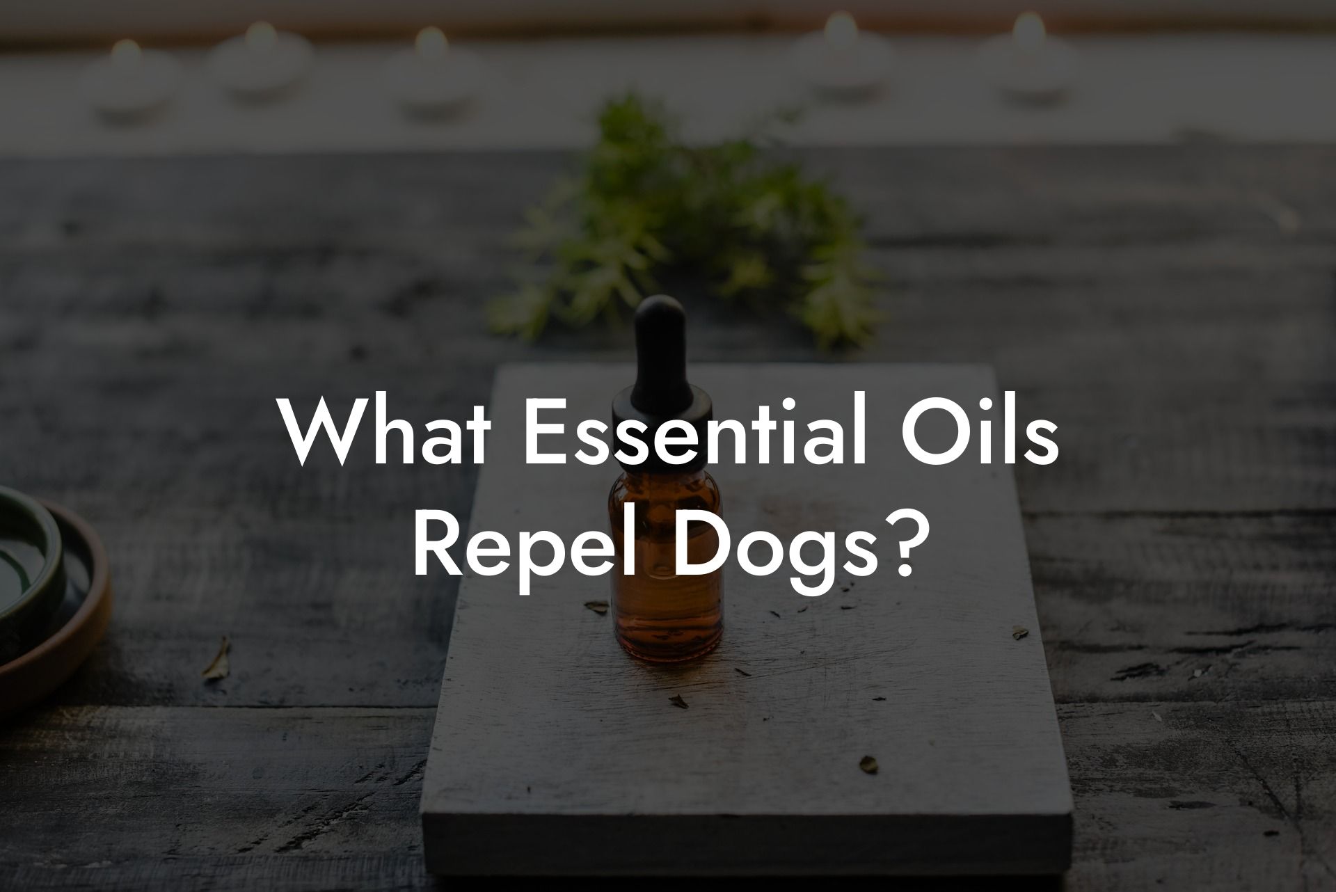 What Essential Oils Repel Dogs?