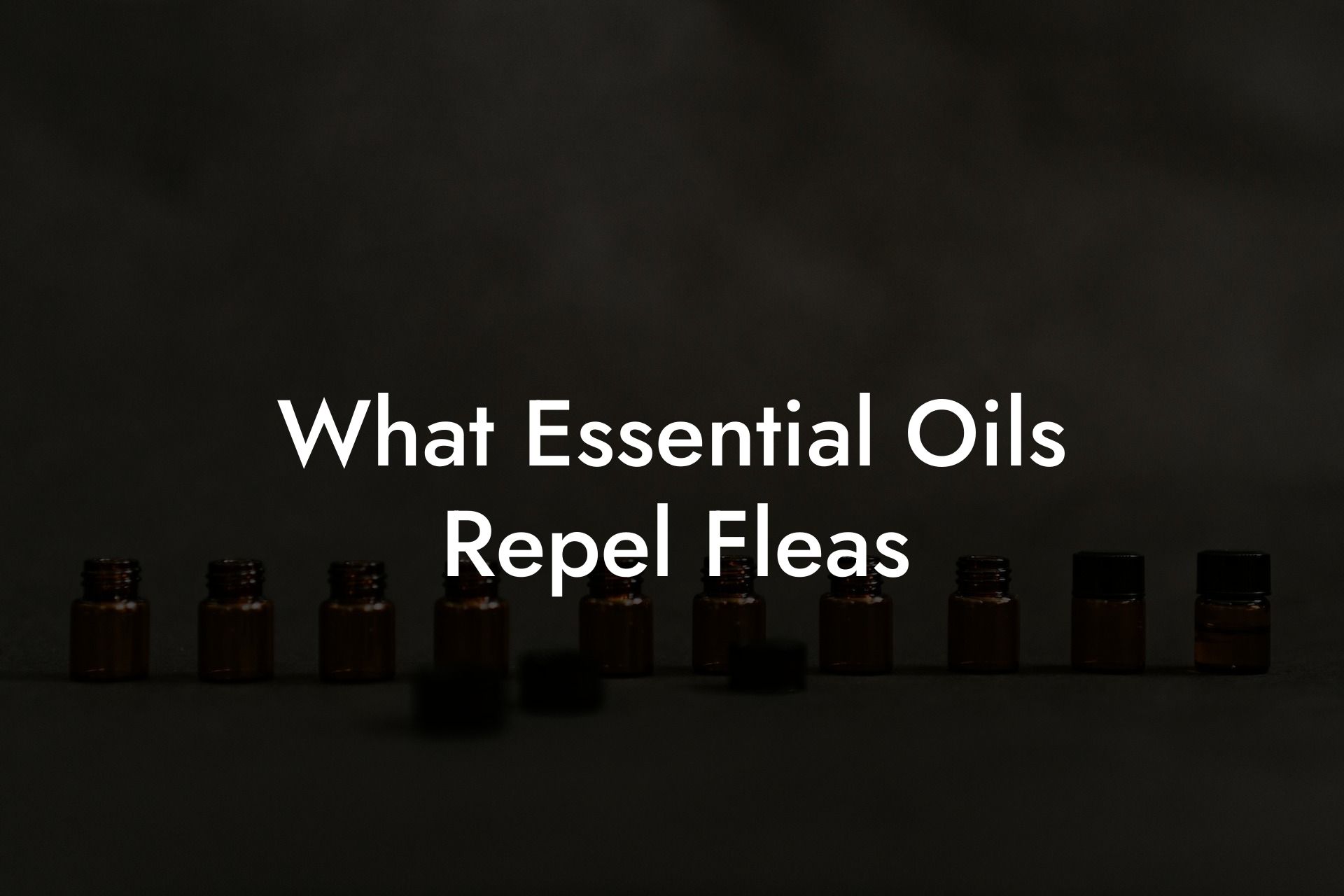 What Essential Oils Repel Fleas