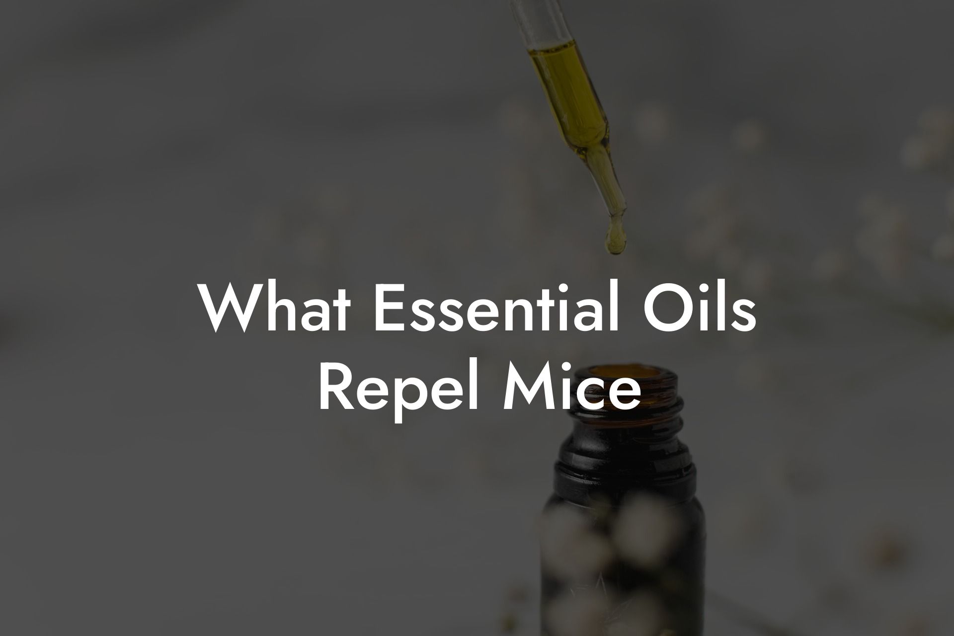 What Essential Oils Repel Mice