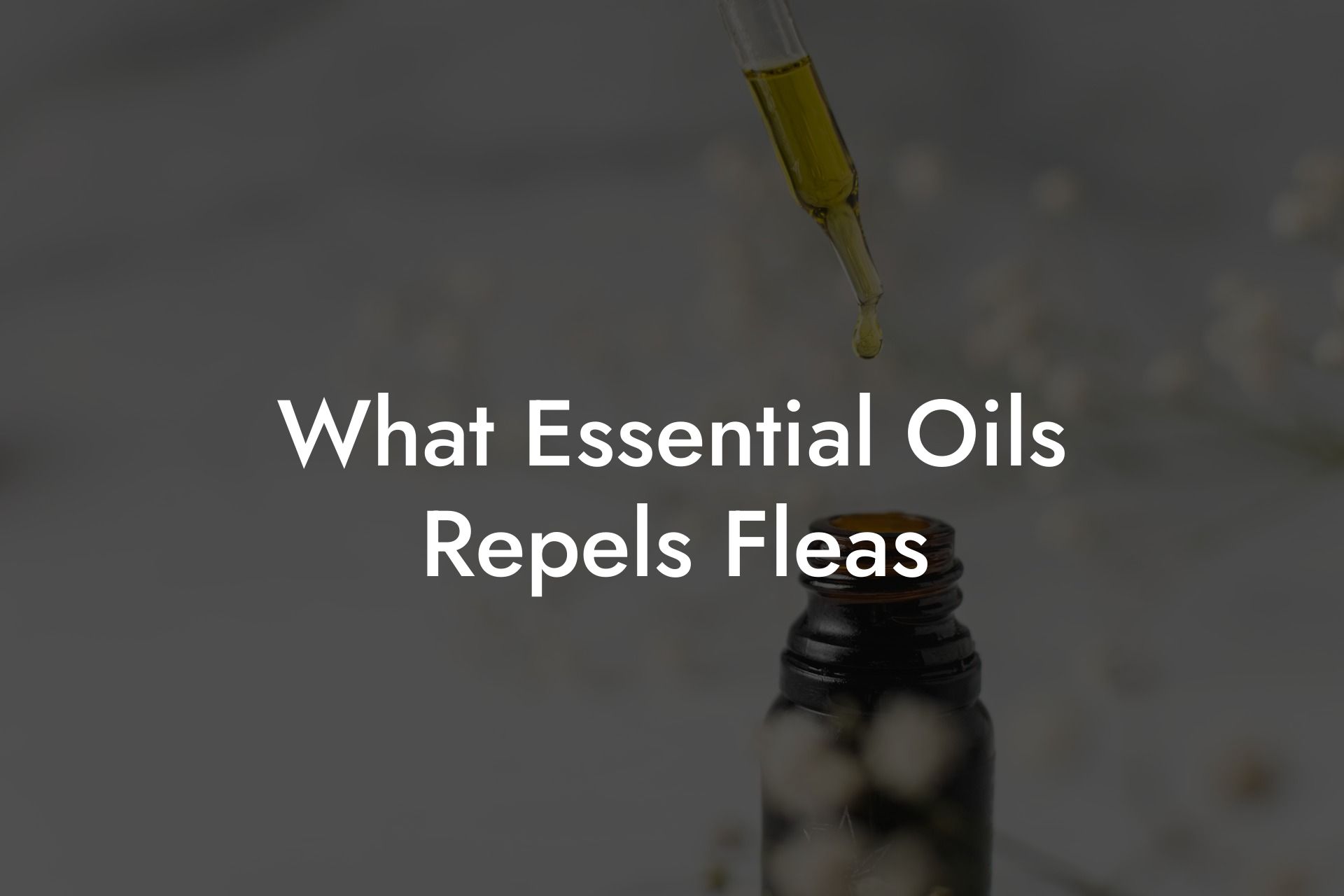 What Essential Oils Repels Fleas