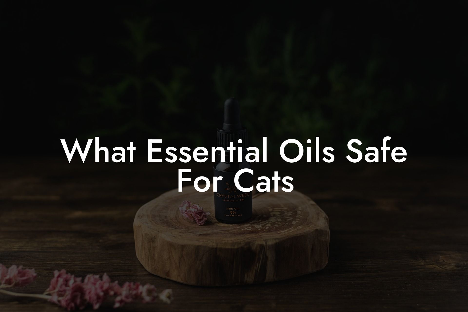 What Essential Oils Safe For Cats