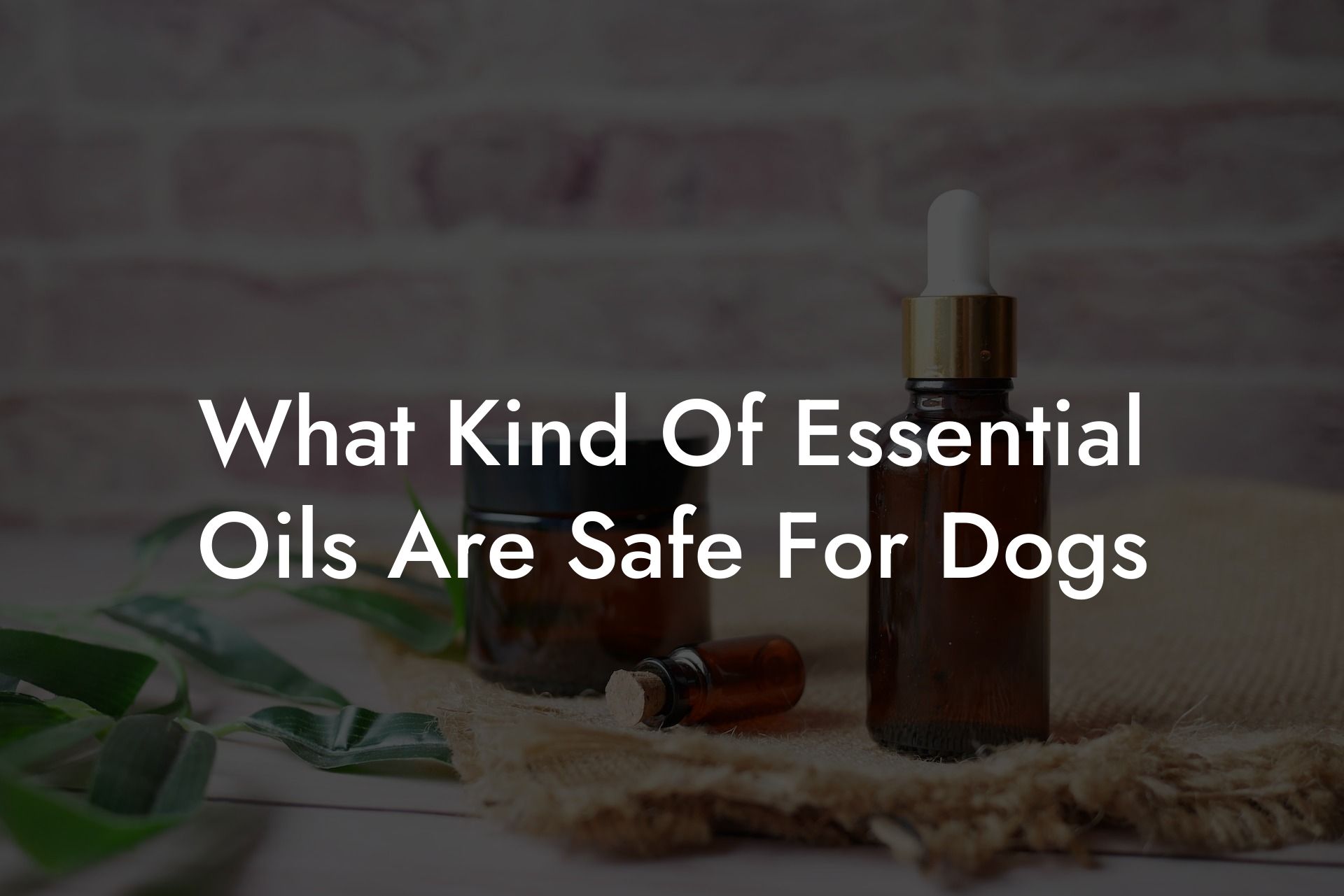 What Kind Of Essential Oils Are Safe For Dogs