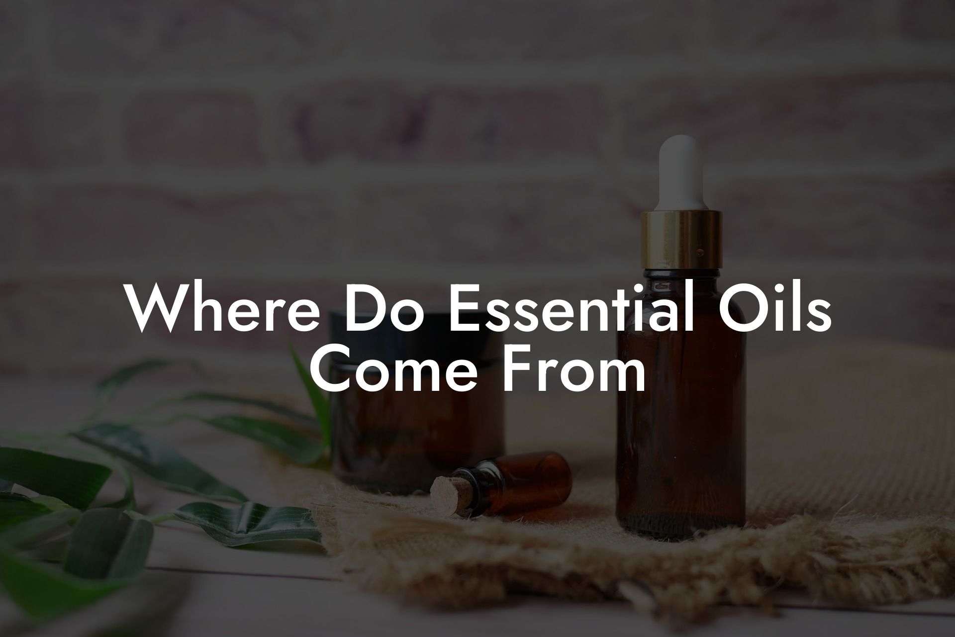 Where Do Essential Oils Come From