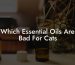 Which Essential Oils Are Bad For Cats