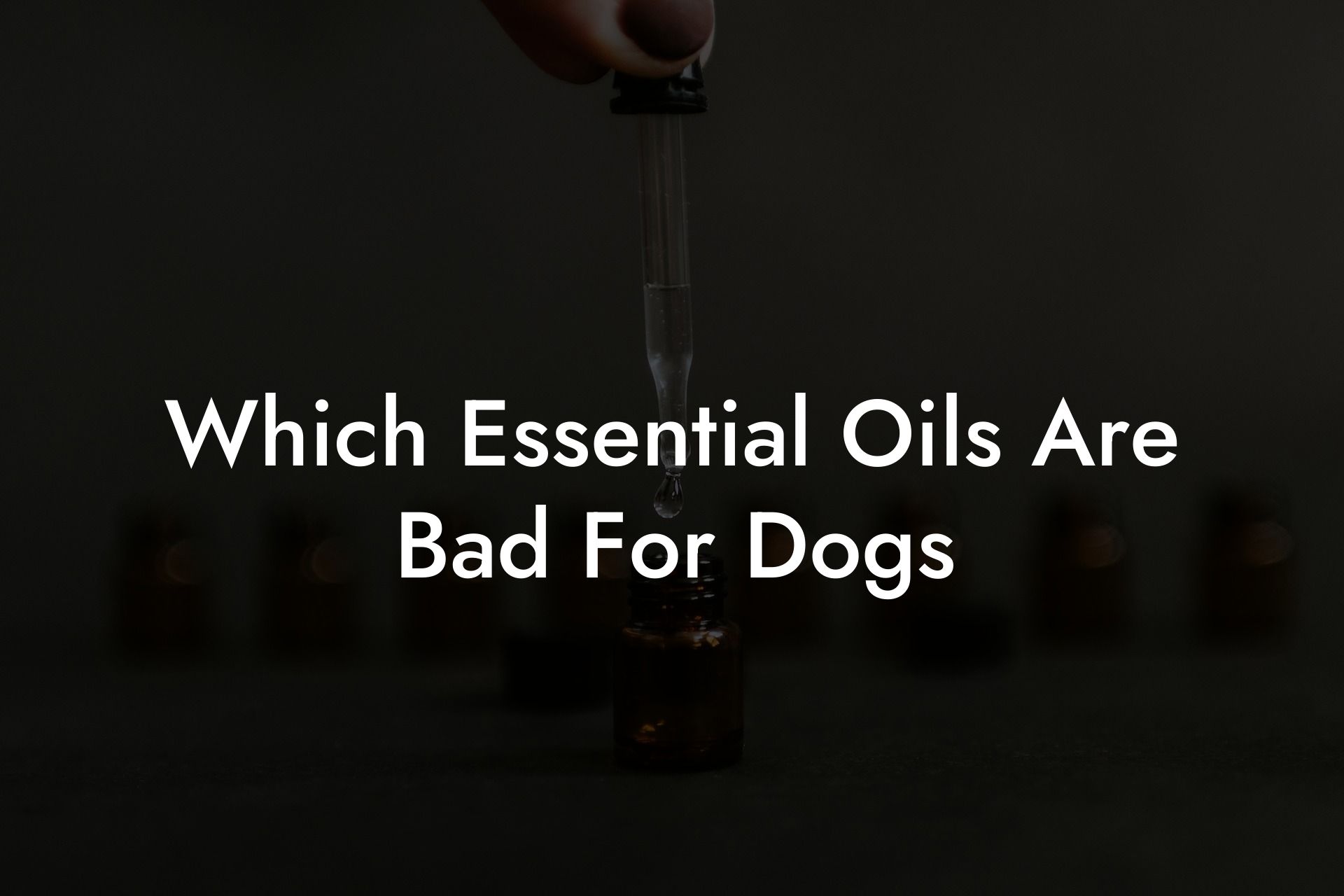 Which Essential Oils Are Bad For Dogs